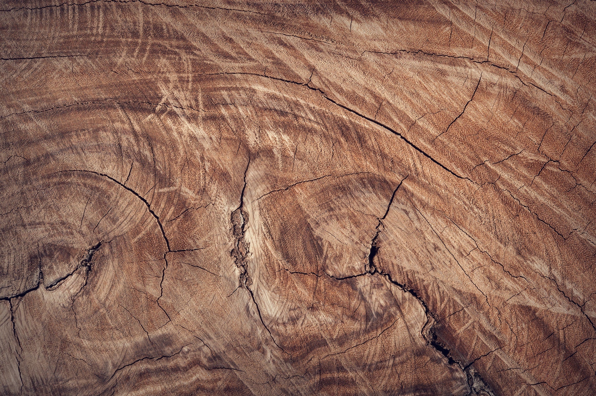 Holzwurm bekämpfen